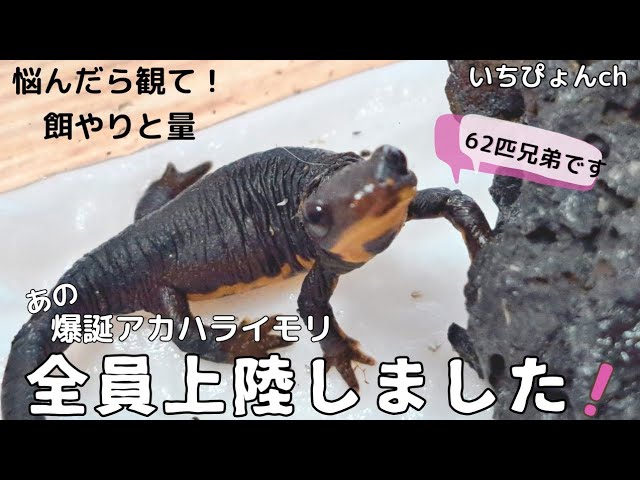 爆誕4餌】アカハライモリが全員上陸！幼体の餌やりと量を詳しく解説