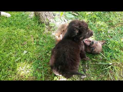 Puppies are playing   ლეკვები თამაშობენ @puppies