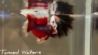 Dumbo Lavender Halfmoon Betta