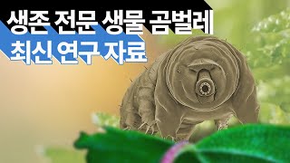 극강의 생물 곰벌레 (Tardigrade) 최신 연구 소개