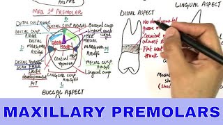 Anatomy of Maxillary Premolars  Tooth Morphology