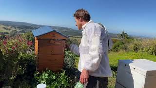 What’s the difference between a Flow Hive and a Langstroth Hive?