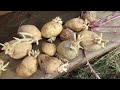 How to Make Your Own Seed Potatoes and Never Buy Them Again!