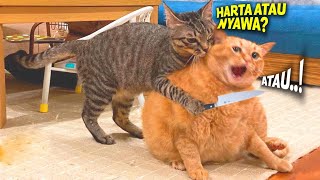 TAHAN TAWA.!😂 9 Menit Video Kucing Lucu Banget Bikin Ngakak Sakit Perut ~ Kucing Lucu Tiktok Viral