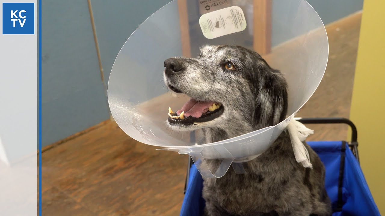 Free Veterinary Care For Low Income And Homeless Families YouTube Free Veterinary Care For Low Income And Homeless Families YouTube