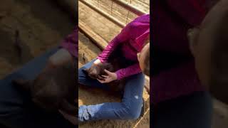 Precious Baby Goat Sleeping On Girl’s Lap