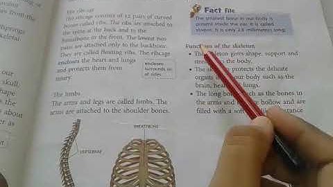 Class 5th science chapter 7 Skeletal system and nervous system part2