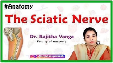 The Sciatic Nerve Anatomy - Origin, Course, Relations, Branches, Clinical application