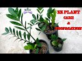 All that you wanted to know about Zamioculcas Zamiifolia. ZZ plant care and propagation