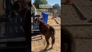 Life Of An Animal Trainer