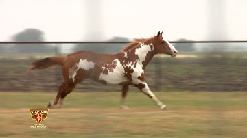 STAY-TUFF Fixed Knot Fencing Solutions