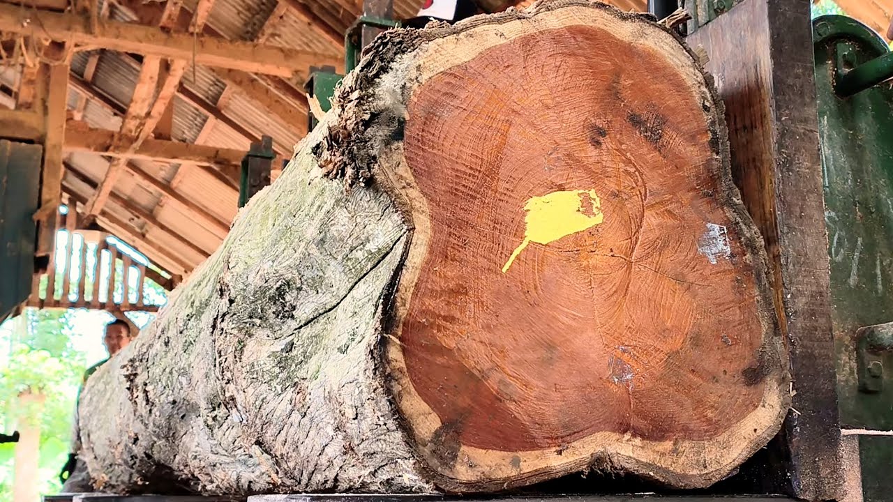 How large logs are processed in a sawmill | Missed paths | sawmill 