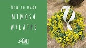 ミモザアカシアの育て方 カインズ花図鑑 Youtube ミモザアカシアの育て方 カインズ花図鑑 Youtube