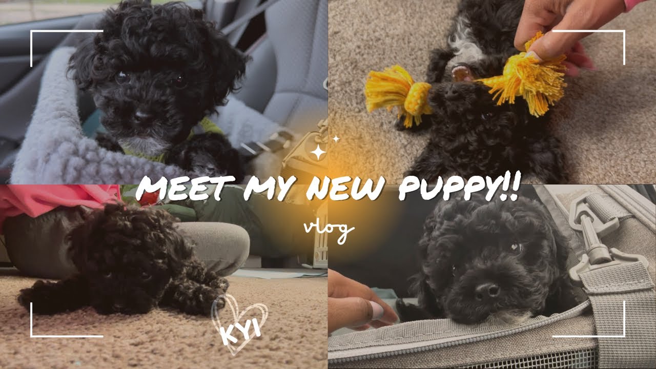 MEET MY NEW PUPPY KYI |8 WEEK OLD | BLACK TOY POODLE