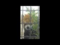 ②【野毛山日和】イチゴちゃん(♀)⇒Red Panda &quot;Ichigo&quot; - Yokohama Nogeyama Zoo (In April of 2021)