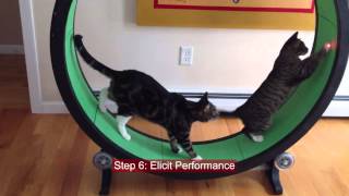 Gagnes 9 events of instruction featuring cats