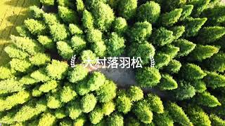 #大村落羽松#djimavicair2