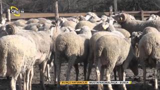 Bilinçli Hayvancılık/Koyunlarda Görülen Hastalıklar