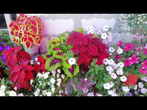 Видео: Цветут ли растения колеуса - информация о цветении растения колеус