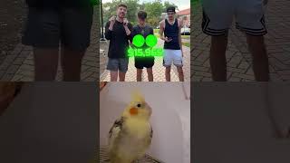 Wait for the end… Luke's face! 🐦💨 #funny #joy_26 #shorts