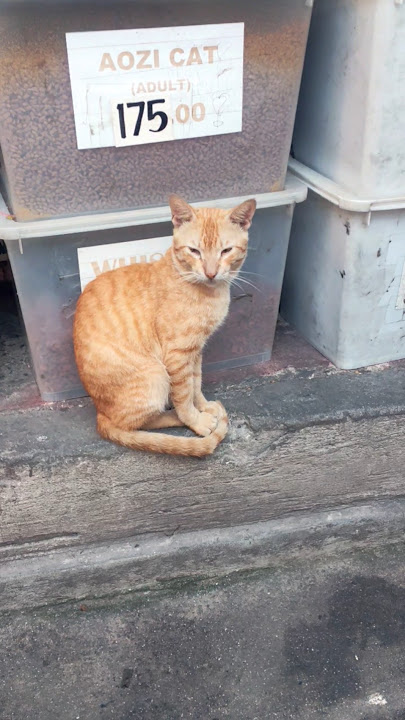 Employee of the month, clearly 😊 #cat#catvideos #cutecat #cats #kitten #catshorts #catlovers