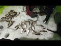 Сбор рыбы на точку