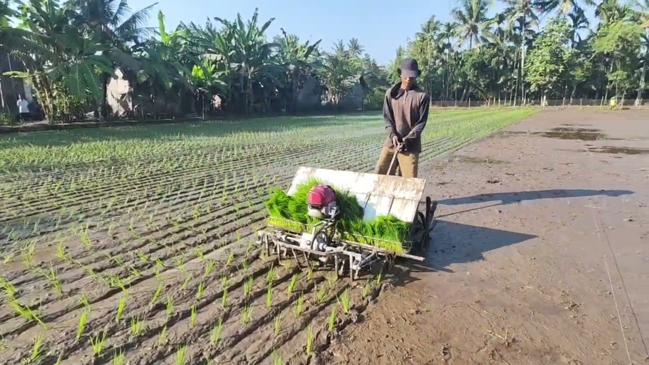 tanam padi rice transplanter vietnam