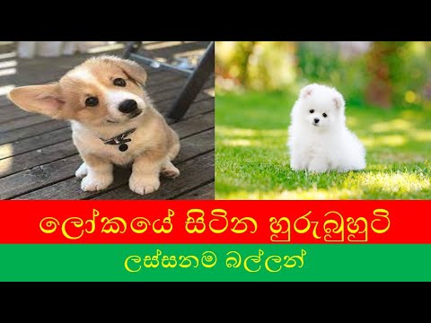 ලෝකයේ සිටින ලස්සනම බල්ලන්