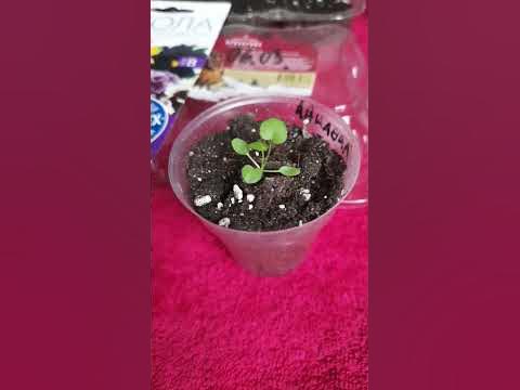 Виола махровая,бахромчатая Эксклюзивная смесь. #виола #рассада #shorts ...