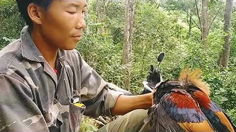 Yos hav zoov 2021 mus cuab qus tom laj mas 1 tus lau zoo heev lau liab dub / tsu vaj