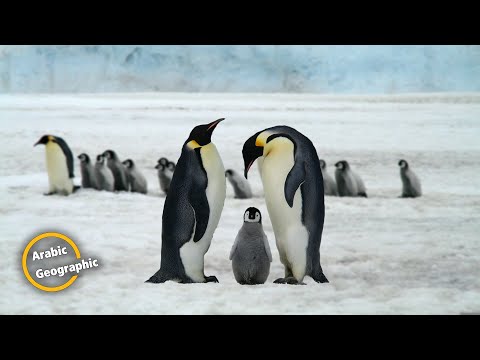 اكتشف عالم البطاريق معلومات عن طائر البطريق البر مائي