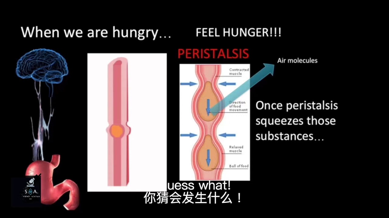 Why Does Your Stomach Growl YouTube Why Does Your Stomach Growl YouTube