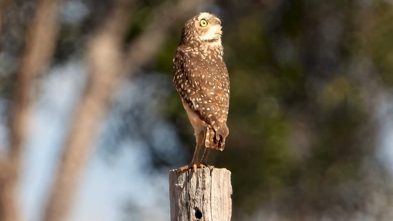 BURROWING OWL Scared by the strong wind (ATHENE CUNICULARIA), CORUJA-BURAQUEIRA, Open country birds.