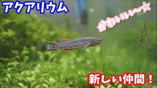 【アクアリウム】30アクアリウム 新しい仲間☆ フンデュロパンチャックスガードネリー(アフィオセミオンガードネリー)Fundulopanchax gardneri( Aphyosemion)
