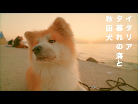 Akita Inu and the sunset on the Italian beach.
