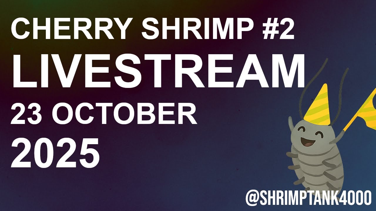 Live Cherry Shrimp #2 The waterlouse couple! (23 Oct 2025 )  