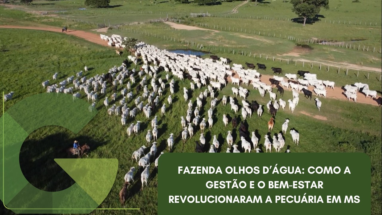 FAZENDA OLHOS D’ÁGUA: COMO A GESTÃO E O BEM-ESTAR REVOLUCIONARAM A PECUÁRIA EM MS