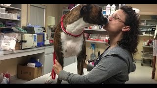 Veterinary Medicine - This, is our purpose