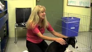 Vernon SPCA special segment