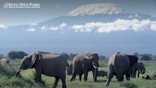 What is Special About Amboseli National Park?