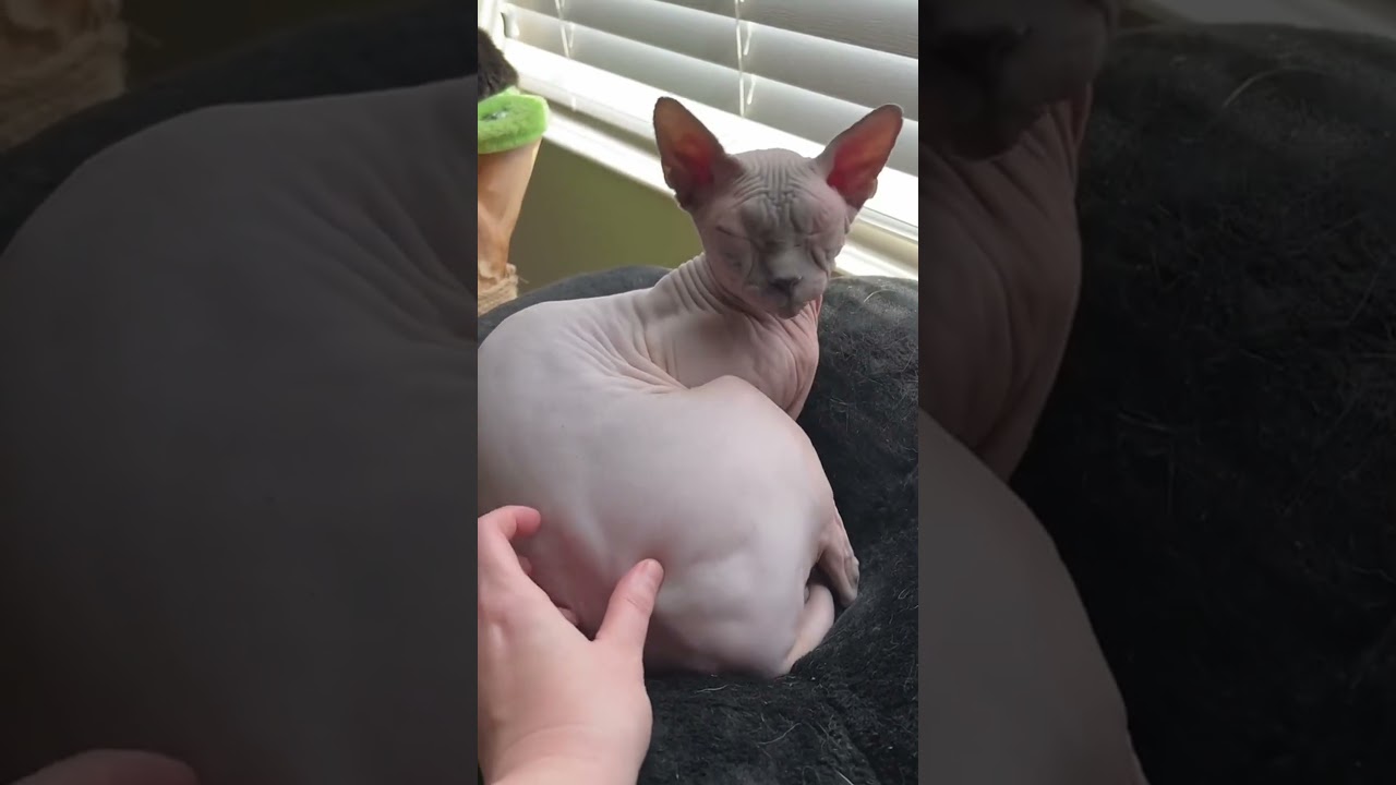 Top 5 Cat Breeds with the Shortest Lifespans