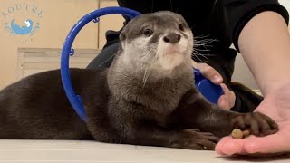 カワウソとバスケしようとしたらまさかの芸を覚えた！？　Otter unexpectedly learned the trick when trying to play basketball with