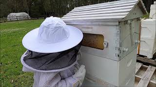Hands on Bee Experience in Jilliby