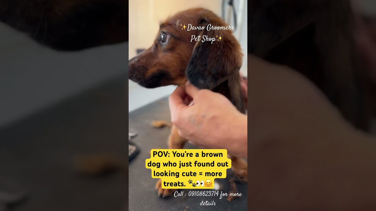 Who is looking for pet grooming in Davao City? Call 09108623714 or visit Davao Groomers Pet Shop