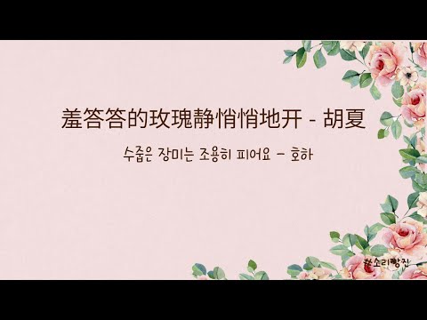 羞答答的玫瑰静悄悄地开(수답답적매괴정초초지개/수줍은 장미는 조용히 피어요)-胡夏(호하)-(원곡:孟庭苇/맹정위)가사/병음/한글발음/해석