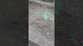 VID 20200806 161014