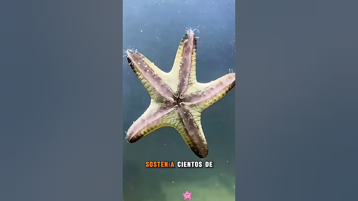 Rescatando una estrella de mar varada#healing #amazing #animals #seahorse #funny