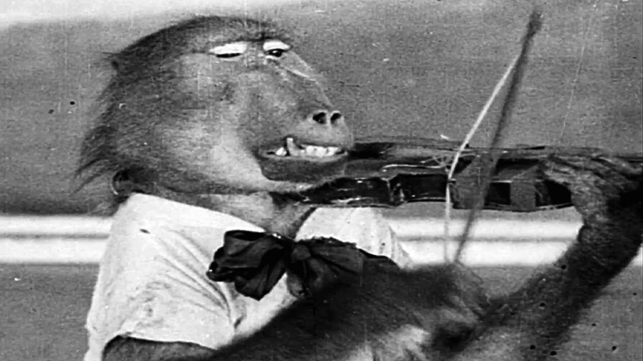 We Don't Monkey Around with Your Social Media Video Campaign!