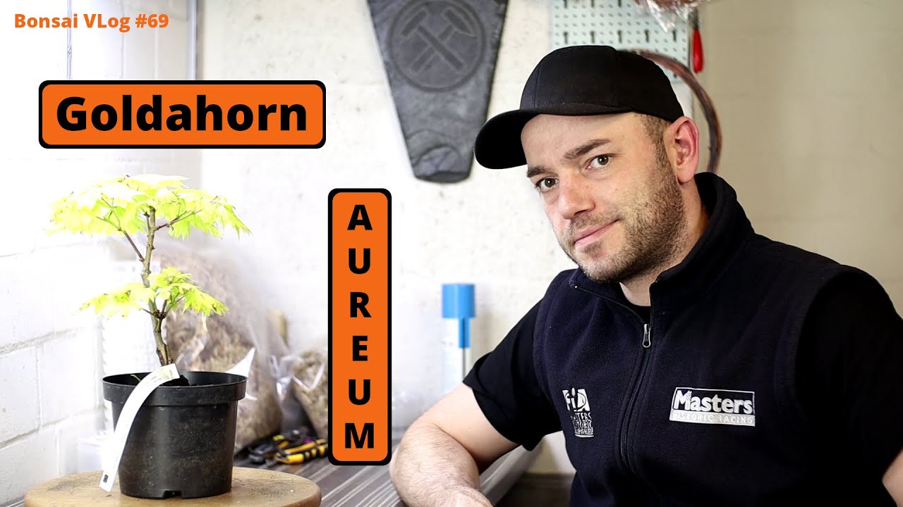 Japanischer Goldahorn - Acer shirasawanum 'Aureum' [Abmoosen] | Bonsai VLog #69
