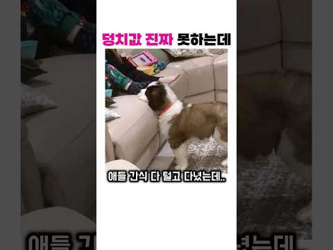 한 덩치하지만 덩치값 못 한다는 소리 듣고 다니는 강아지 ㅋㅋㅋ😂 thumbnail